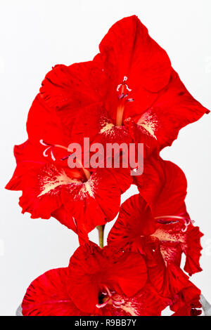 Bright red gladiolus flowers against a whute background, studio shot.