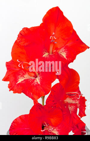 Bright red gladiolus flowers against a white background, studio shot.