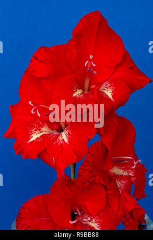 Bright red gladiolus flowers against a blue background, studio shot.