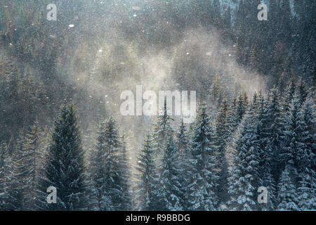 Magic winter background, snow blizzard over the pine forest tops