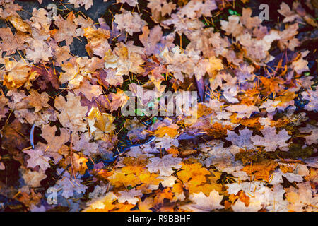 Fallen oak leaves piled up on a cold winter morning Stock Photo