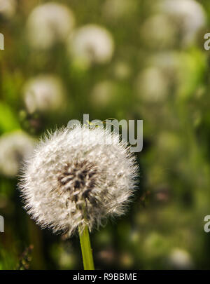 Small young green grasshopper resting on a dandelion's fluffy head Stock Photo