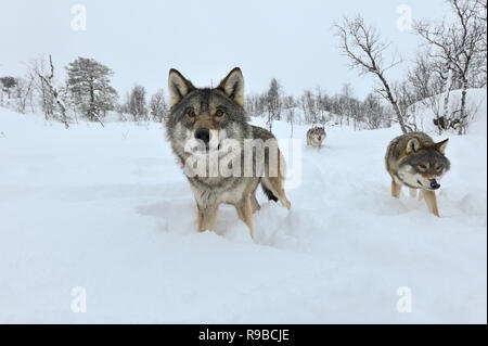Wolves in the snow in a natural habitat in Polar Zoo in northern Norway Stock Photo
