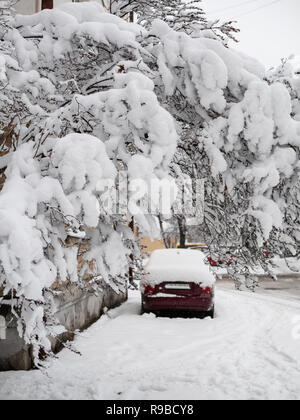 tree covered with huge vast amount of white snow and car fully snowy on background after heavy snowfall, blizzard, snowstorm. magical look city urban  Stock Photo