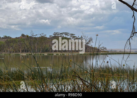 Camping at Lake Elementaita, Rift Valley, Kenya Stock Photo