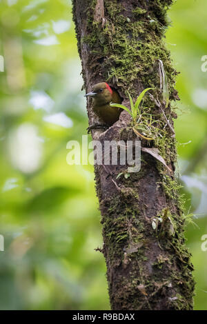 Rufous-winged Woodpecker (Piculus simplex), female in nest hole. La Selva Biological Station. Costa Rica. Stock Photo