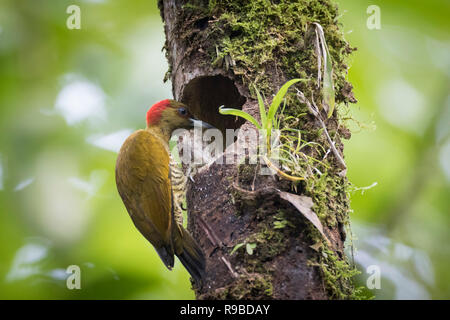 Rufous-winged Woodpecker (Piculus simplex), female in nest hole. La Selva Biological Station. Costa Rica. Stock Photo