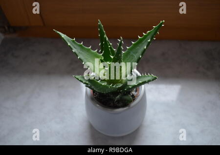 single spiky green cactus in a pot on a windowsill Stock Photo