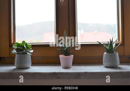 three green cactus plants on a windowsill in a row as decoration inspiring idea for the bedroom at home Stock Photo