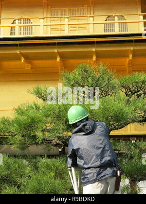 Rear view of a gardener up a ladder, trimming a tree next to the Kinkakuji Golden Temple, Kyoto, shimmering in the autumn sunlight, October 2018 Stock Photo