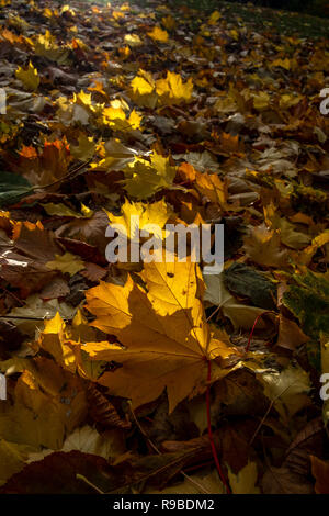 Carpet of autumnal leaves backlit with warm sunlight Stock Photo