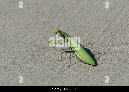 Praying Mantis Looking over its shoulder in Casper, Wyoming Stock Photo