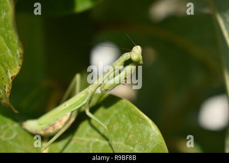 Praying mantis on leaf Stock Photo