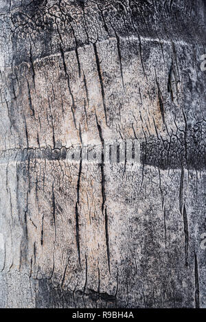 Closeup of the detail and pattern in palm tree bark from a palm tree in Honolulu, Hawaii Stock Photo