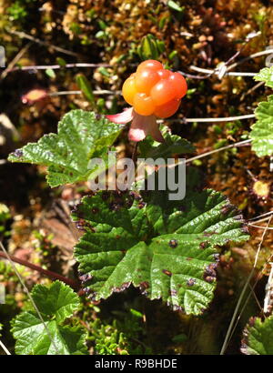 Cloudberry plant Rubus chamaemorus growing in a forest Stock Photo