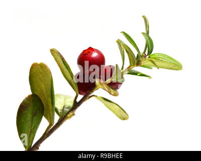 Mountain cranberry Vaccinium vitis-idaea red berries on white background Stock Photo