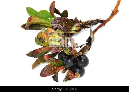 Black bearberry Arctostaphylos alpina isolated on white background Stock Photo