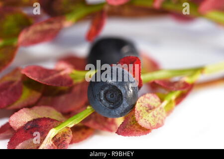 Closeup on autumn colored branch of European blueberry Vaccinium myrtillus isolated on white background Stock Photo