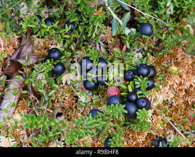 Ripe black crowberry Empetrum nigrum growing on the ground Stock Photo