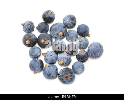 Blue Juniper berrylike cones on white background Stock Photo