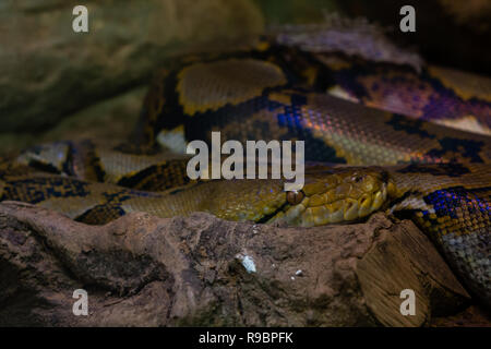 Reticulated python (Python reticulatus), non-venomous constrictor  tangled on a dead tree trunk, Taipei Zoo a.k.a. Muzha Zoo, Taipei City, Taiwan Stock Photo