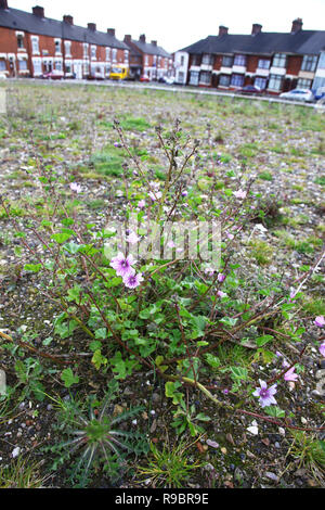 A Mallow plant growing in waste ground near to some derelict houses that are to be demolished at Stoke-on-Trent, Staffordshire, England, UK Stock Photo