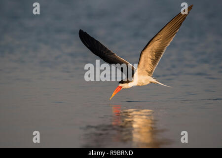 African skimmer (Rynchops flavirostris), Chobe river, Botswana Stock Photo