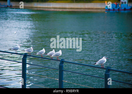 Seagulls on the rest in Tokyo, Japan. Tokyo is one of the important cities in Japan for cultures and business markets. Stock Photo