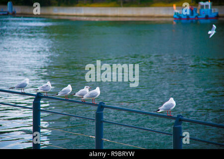 Seagulls on the rest in Tokyo, Japan. Tokyo is one of the important cities in Japan for cultures and business markets. Stock Photo