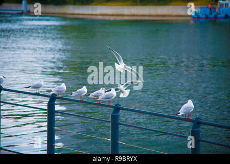 Seagulls on the rest in Tokyo, Japan. Tokyo is one of the important cities in Japan for cultures and business markets. Stock Photo