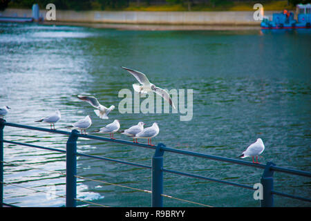 Seagulls on the rest in Tokyo, Japan. Tokyo is one of the important cities in Japan for cultures and business markets. Stock Photo