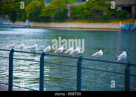 Seagulls on the rest in Tokyo, Japan. Tokyo is one of the important cities in Japan for cultures and business markets. Stock Photo