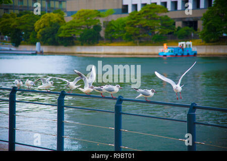 Seagulls on the rest in Tokyo, Japan. Tokyo is one of the important cities in Japan for cultures and business markets. Stock Photo