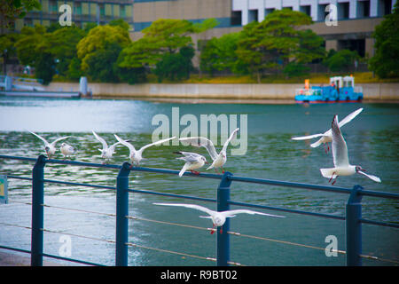 Seagulls on the rest in Tokyo, Japan. Tokyo is one of the important cities in Japan for cultures and business markets. Stock Photo