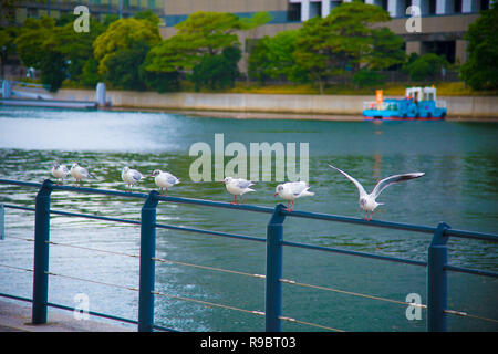 Seagulls on the rest in Tokyo, Japan. Tokyo is one of the important cities in Japan for cultures and business markets. Stock Photo