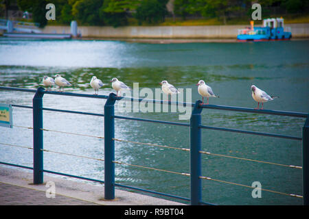 Seagulls on the rest in Tokyo, Japan. Tokyo is one of the important cities in Japan for cultures and business markets. Stock Photo