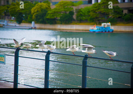 Seagulls on the rest in Tokyo, Japan. Tokyo is one of the important cities in Japan for cultures and business markets. Stock Photo