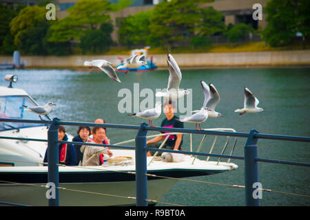 Seagulls on the rest in Tokyo, Japan. Tokyo is one of the important cities in Japan for cultures and business markets. Stock Photo