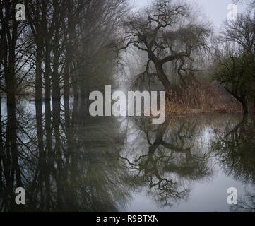 Beautiful reflection of a tree in the water Stock Photo