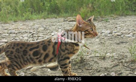 One cat bengal walks on the green grass. Bengal kitty learns to walk along the forest. Asian leopard cat tries to hide in grass. Reed domesticated cat in nature. Domestic cat on beach near river. Stock Photo