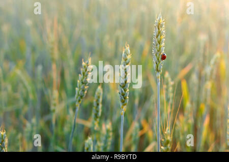 Ladybird on wheat spike, an insect in the ear Stock Photo