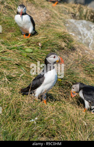 Puffins sitting in the grass near a Cliff in south Iceland Stock Photo
