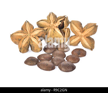 Plukenetia volubilis, sacha inchi, sacha peanut on white background. Stock Photo