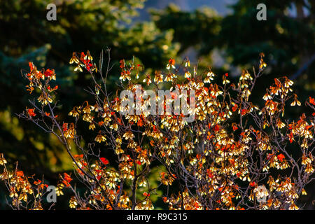 Leaves illuminated by late day sun in fall Stock Photo