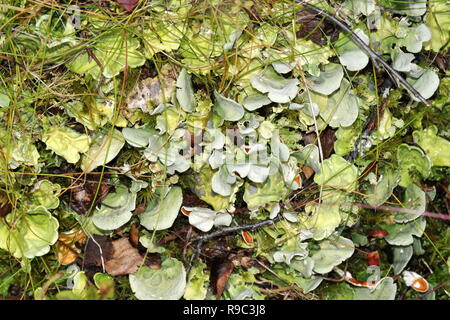 Green dog lichen Peltigera aphtosa in natural environment Stock Photo