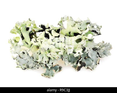 Tube lichen Hypogymnia physodes on white background Stock Photo