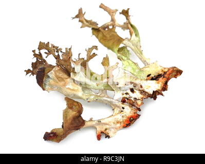 Iceland moss Cetraria islandica lichen isolated on white background Stock Photo