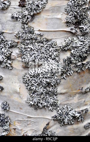 White tube lichen Hypogymnia physodes growing on a birch tree Stock Photo