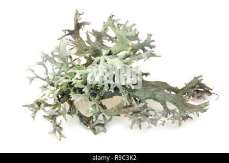 Tree moss Pseudevernia furfuraceaon white background Stock Photo