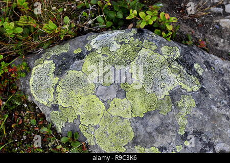 Map lichen Rhizocarpon geographicum growing on a stone Stock Photo